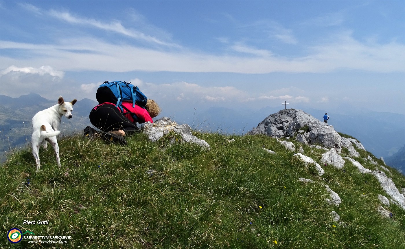 50 Fotografando stelle alpine con vista in anticima est di Corna Piana.JPG -                                